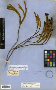 Type specimen at Edinburgh (E). Gardner, George: 4577. Barcode: E00505257.