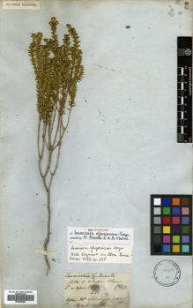 Type specimen at Edinburgh (E). Gardner, George: 381. Barcode: E00505258.