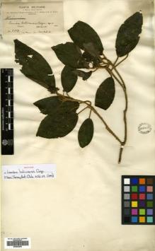 Type specimen at Edinburgh (E). Bang, Miguel: 514. Barcode: E00505269.