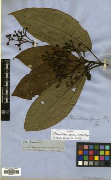 Type specimen at Edinburgh (E). Spruce, Richard: 4312. Barcode: E00505271.