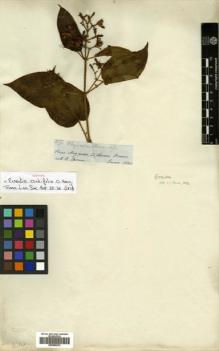 Type specimen at Edinburgh (E). Spruce, Richard: 3577. Barcode: E00505272.