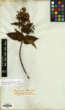 Type specimen at Edinburgh (E). Mathews, Andrew: 1276. Barcode: E00505273.