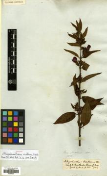 Type specimen at Edinburgh (E). Mathews, Andrew: 1273. Barcode: E00505275.