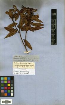 Type specimen at Edinburgh (E). Spruce, Richard: 4828. Barcode: E00505279.