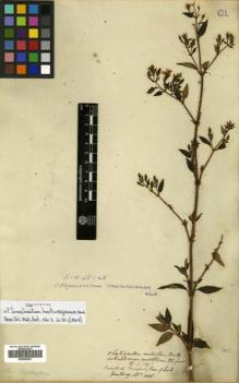 Type specimen at Edinburgh (E). Hartweg, Karl: 1006. Barcode: E00505281.