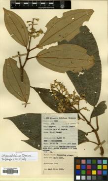 Type specimen at Edinburgh (E). Lawrence, Alexander: 484. Barcode: E00505290.