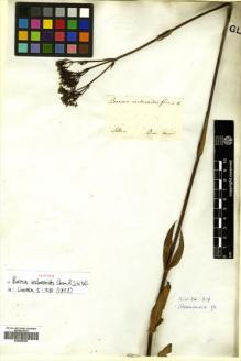 Type specimen at Edinburgh (E). Sellow, Friedrich: . Barcode: E00505292.