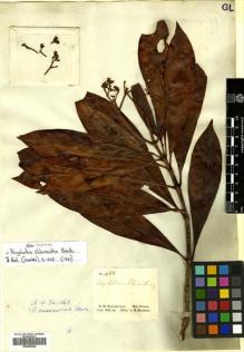 Type specimen at Edinburgh (E). Schomburgk, Robert: 488. Barcode: E00505294.
