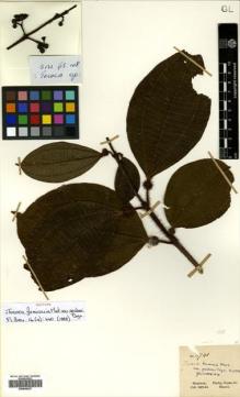 Type specimen at Edinburgh (E). Gardner, George: 3741. Barcode: E00505297.