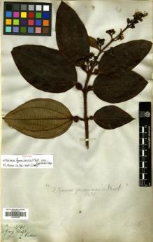Type specimen at Edinburgh (E). Gardner, George: 3741. Barcode: E00505298.