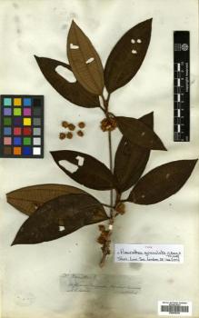 Type specimen at Edinburgh (E). Spruce, Richard: 3360. Barcode: E00505304.
