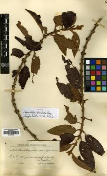 Type specimen at Edinburgh (E). von Türckheim, Hans: 3098. Barcode: E00505305.