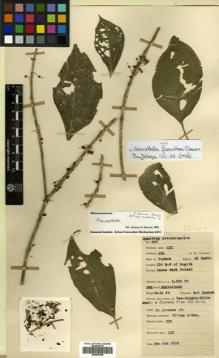 Type specimen at Edinburgh (E). Lawrence, Alexander: 606. Barcode: E00505306.