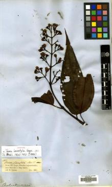 Type specimen at Edinburgh (E). Spruce, Richard: 1977. Barcode: E00505307.