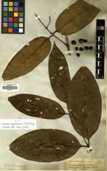 Type specimen at Edinburgh (E). Spruce, Richard: . Barcode: E00505311.