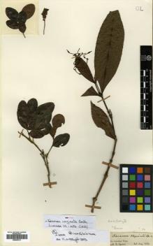 Type specimen at Edinburgh (E). Spruce, Richard: . Barcode: E00505313.