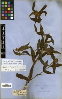 Type specimen at Edinburgh (E). Gardner, George: 4732. Barcode: E00505317.