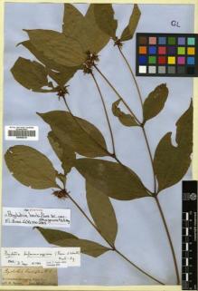 Type specimen at Edinburgh (E). Spruce, Richard: . Barcode: E00505319.