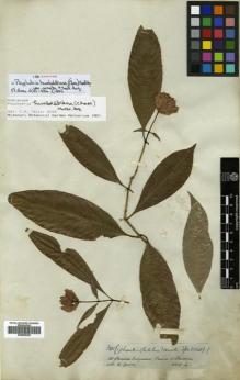 Type specimen at Edinburgh (E). Spruce, Richard: 3411 (2228). Barcode: E00505320.
