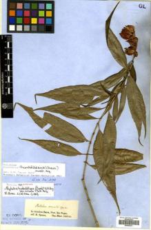 Type specimen at Edinburgh (E). Spruce, Richard: . Barcode: E00505321.