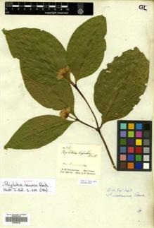 Type specimen at Edinburgh (E). Schomburgk, Robert: 26. Barcode: E00505324.