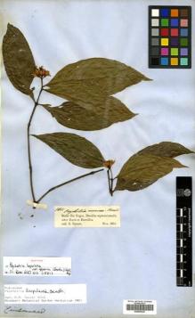 Type specimen at Edinburgh (E). Spruce, Richard: 1895. Barcode: E00505325.