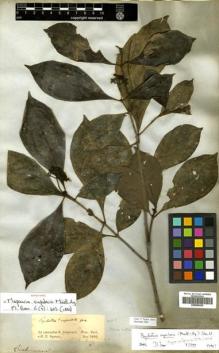 Type specimen at Edinburgh (E). Spruce, Richard: . Barcode: E00505326.