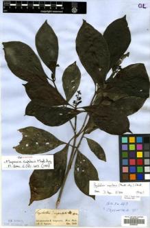 Type specimen at Edinburgh (E). Spruce, Richard: . Barcode: E00505327.