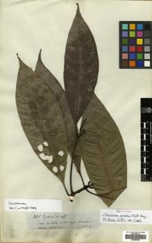 Type specimen at Edinburgh (E). Spruce, Richard: 3485. Barcode: E00505328.