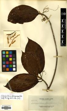 Type specimen at Edinburgh (E). Elmer, Adolph: 12252. Barcode: E00505334.
