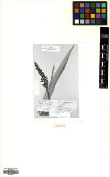 Type specimen at Edinburgh (E). Ule, Ernst: 5777. Barcode: E00505336.