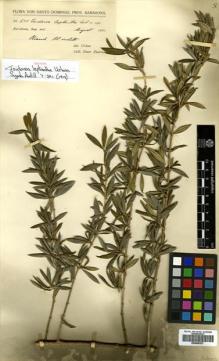 Type specimen at Edinburgh (E). Fuertes, Miguel: 634. Barcode: E00505337.