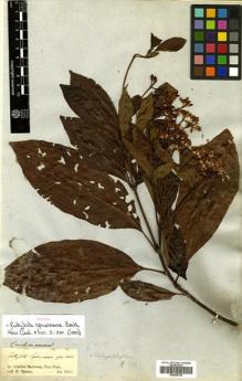 Type specimen at Edinburgh (E). Spruce, Richard: . Barcode: E00505338.