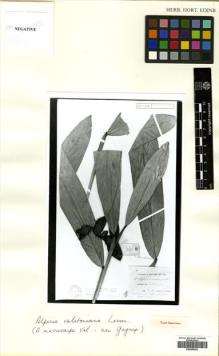 Type specimen at Edinburgh (E). Versteeg, Gerard: 1270. Barcode: E00505343.