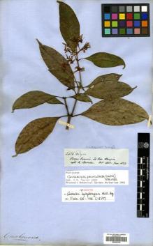 Type specimen at Edinburgh (E). Spruce, Richard: 2486. Barcode: E00505344.