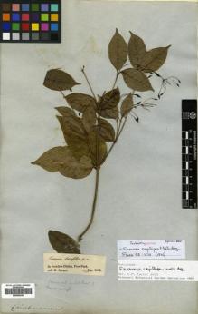 Type specimen at Edinburgh (E). Spruce, Richard: . Barcode: E00505345.