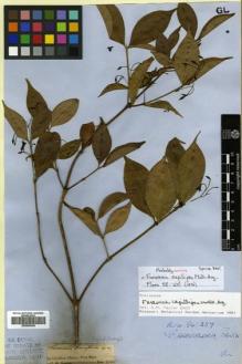 Type specimen at Edinburgh (E). Spruce, Richard: . Barcode: E00505346.