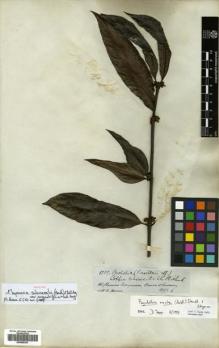 Type specimen at Edinburgh (E). Spruce, Richard: 3359. Barcode: E00505347.
