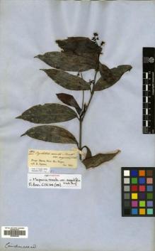 Type specimen at Edinburgh (E). Spruce, Richard: 1832 (1851). Barcode: E00505348.