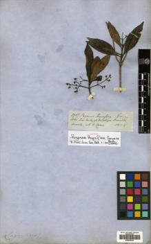 Type specimen at Edinburgh (E). Spruce, Richard: 2957. Barcode: E00505349.