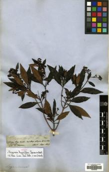 Type specimen at Edinburgh (E). Spruce, Richard: 2957. Barcode: E00505350.