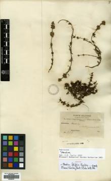 Type specimen at Edinburgh (E). Bang, Miguel: 937. Barcode: E00505351.