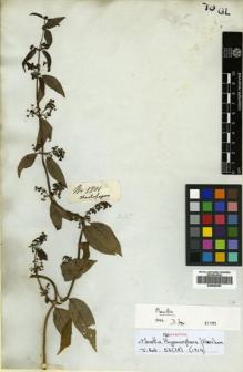 Type specimen at Edinburgh (E). Mathews, Andrew: 1501. Barcode: E00505353.