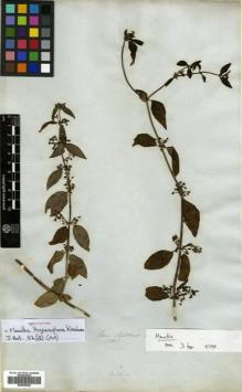 Type specimen at Edinburgh (E). Mathews, Andrew: 1501. Barcode: E00505354.