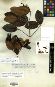 Type specimen at Edinburgh (E). Spruce, Richard: 3510. Barcode: E00505361.