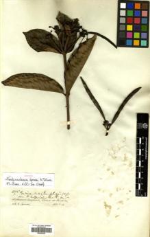 Type specimen at Edinburgh (E). Spruce, Richard: 3375. Barcode: E00505362.