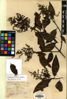Type specimen at Edinburgh (E). Kerr, Arthur: 4931. Barcode: E00505368.