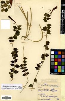 Type specimen at Edinburgh (E). Crutwell, Norman: 388. Barcode: E00505370.