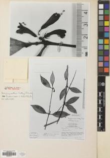 Type specimen at Edinburgh (E). Hartley, Thomas: 10344. Barcode: E00505373.