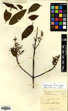 Type specimen at Edinburgh (E). Kerr, Arthur: 4931. Barcode: E00505376.